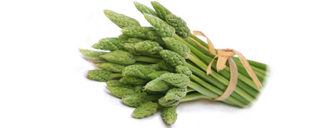Wilder Spargel Wilder Spargel