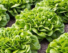 Kopfsalat