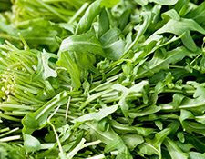 Rucola