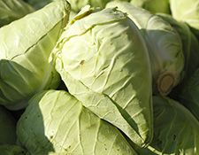 Spitzkohl